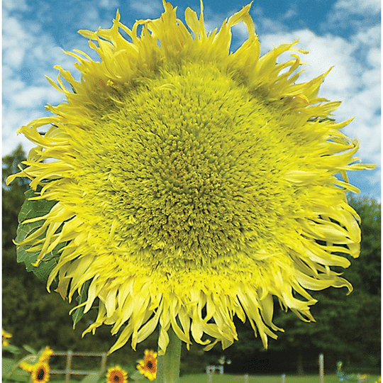 Sunflower, Zeus Hybrid 50 Seeds Jonyparkseed®