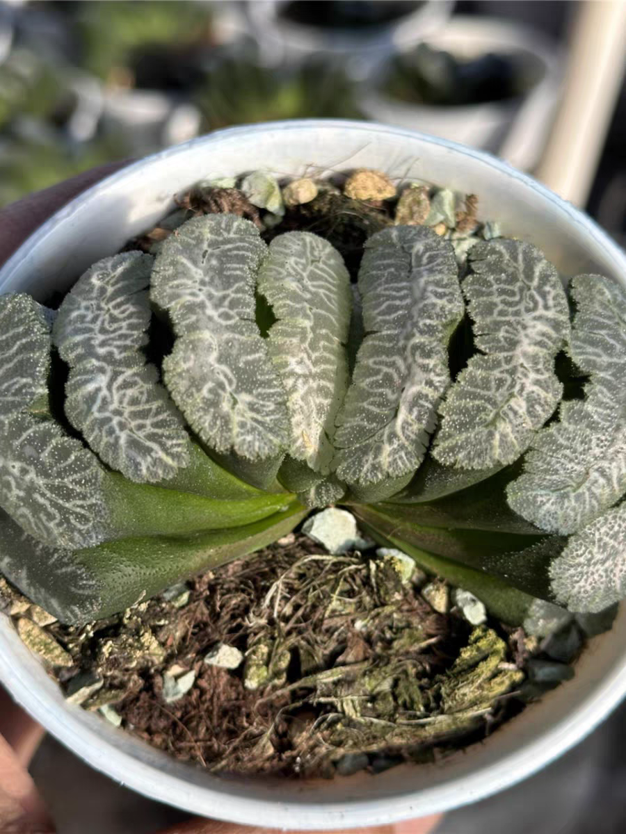 bjbm21. Haworthia truncata Succulent Forest 5-6cm/ Haworthia/ Succulent plants / Garden landscape / Carefully select healthy plants