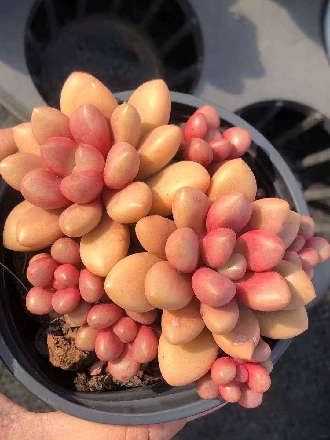 502.Echeveria   Avant garde.  cluster 4-5cm / Echeveria/ Succulent plants / Garden landscape / Carefully select healthy plants