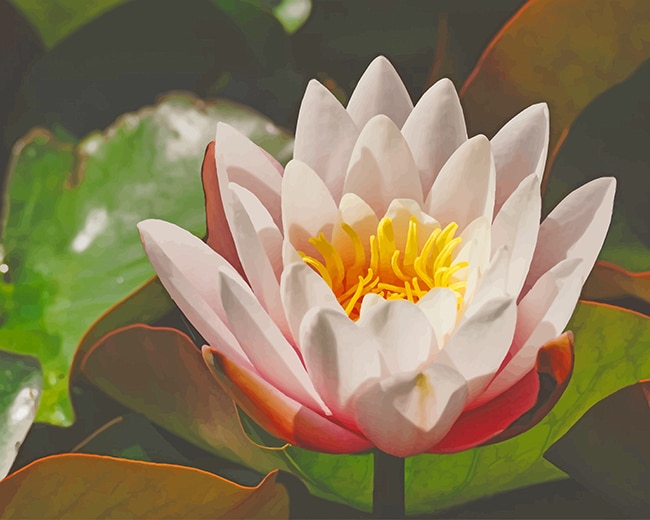 

White Lotus – Paint By Numbers - 40*50CM, 501 Original