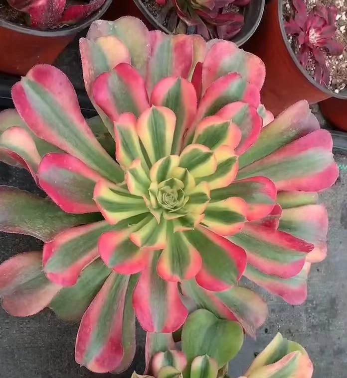202.   Hong xiu  single head and cutting/ Aeonium plants  / Garden landscape / Carefully select healthy plants