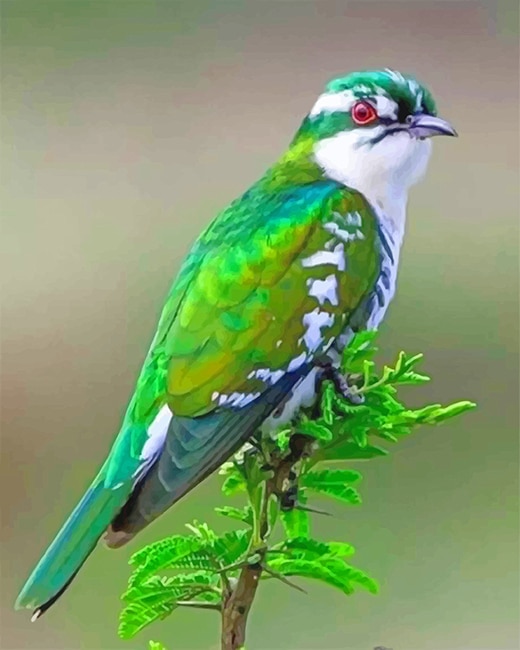 

Diederik Cuckoo Bird – Paint By Numbers - 40*50CM, 501 Original