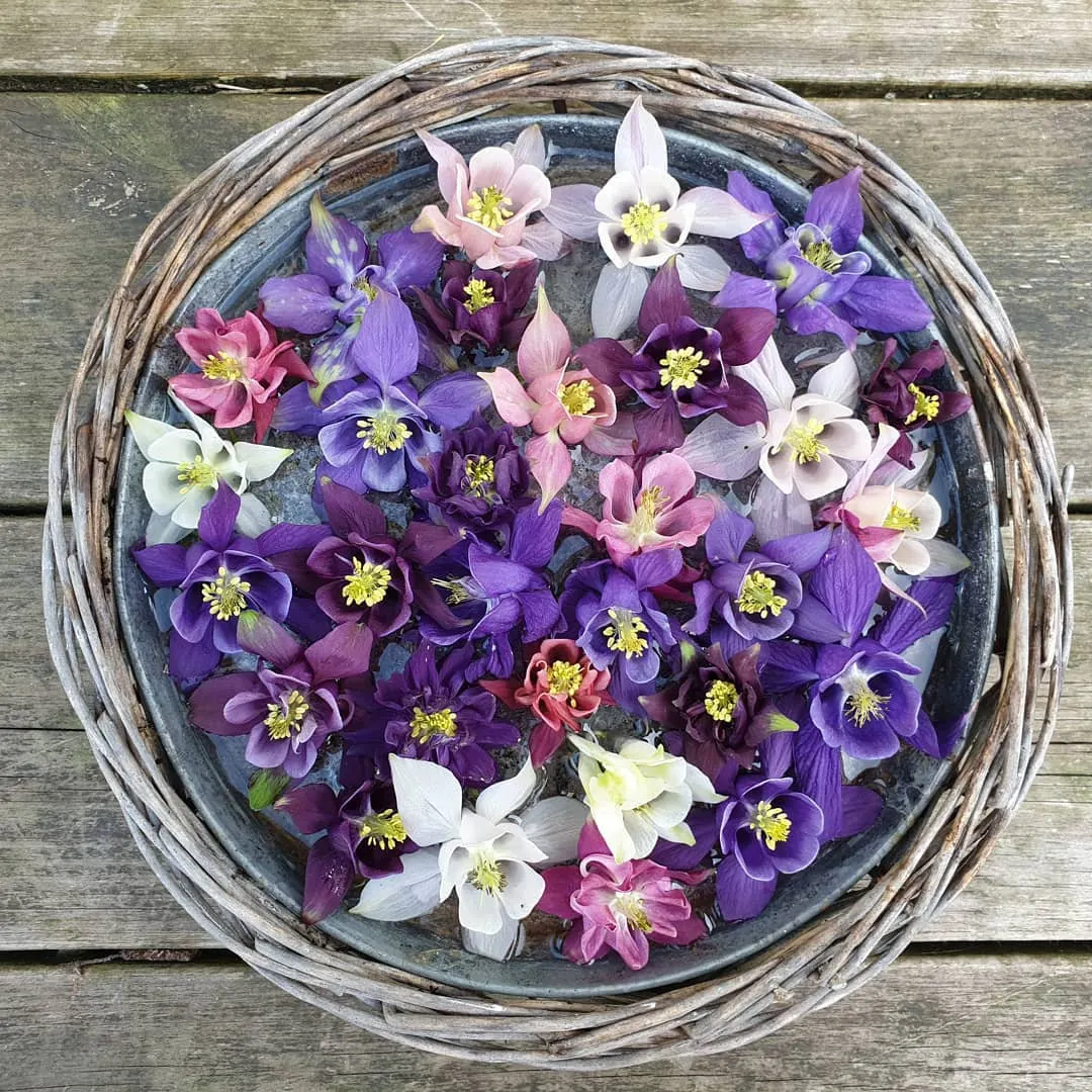 Columbine Mckana's Giant Mix Flower Seeds