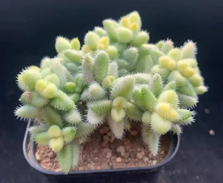 752.  Identical variation cluster 4-5cm / Echeveria / Succulent plants / Garden landscape / Carefully select healthy plants