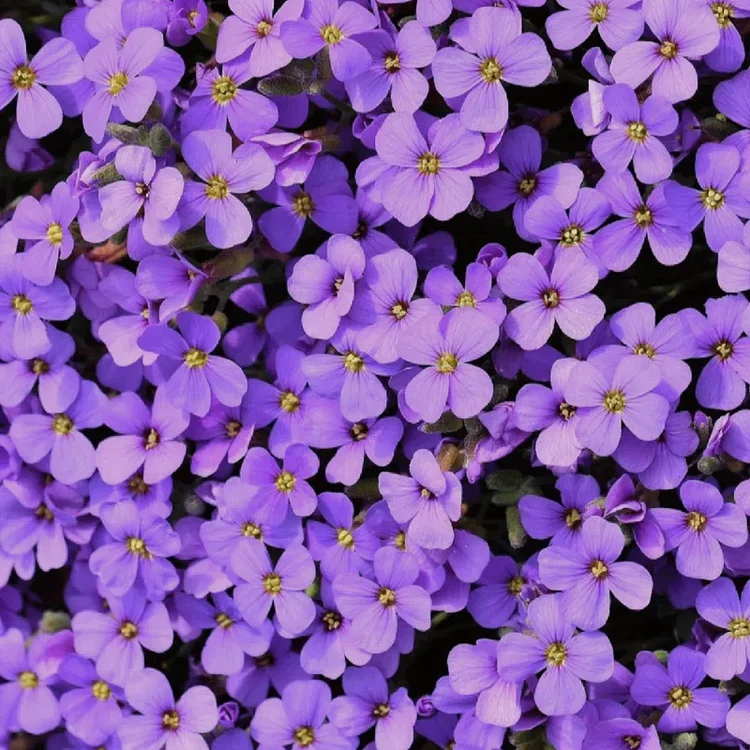 Roundabout Phlox Seeds