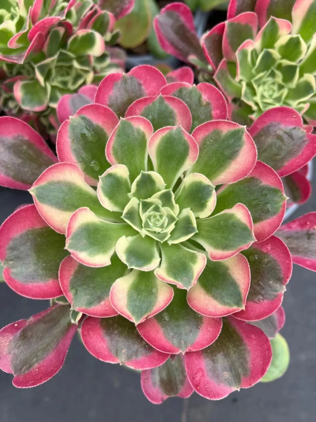 41.Green witch single head and cutting/ Aeonium plants / Garden landscape / Carefully select healthy plants