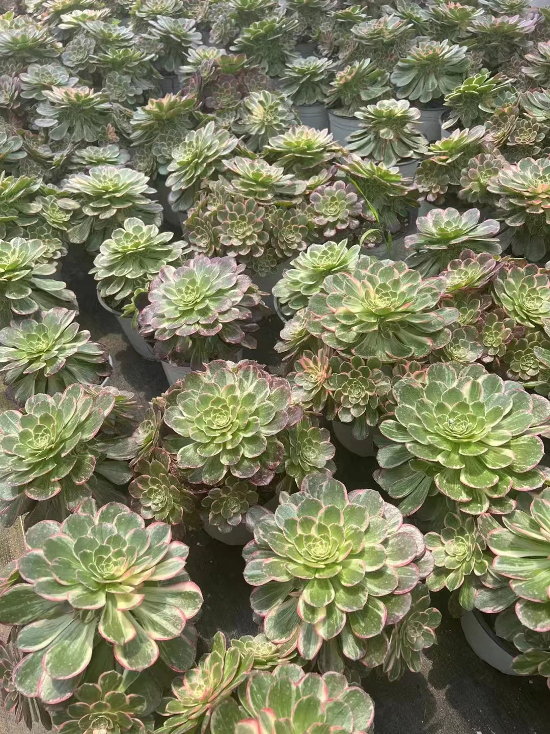 plant Aeonium Echeveria Haworthia  Caudex  Lithops Cactus  Agave 