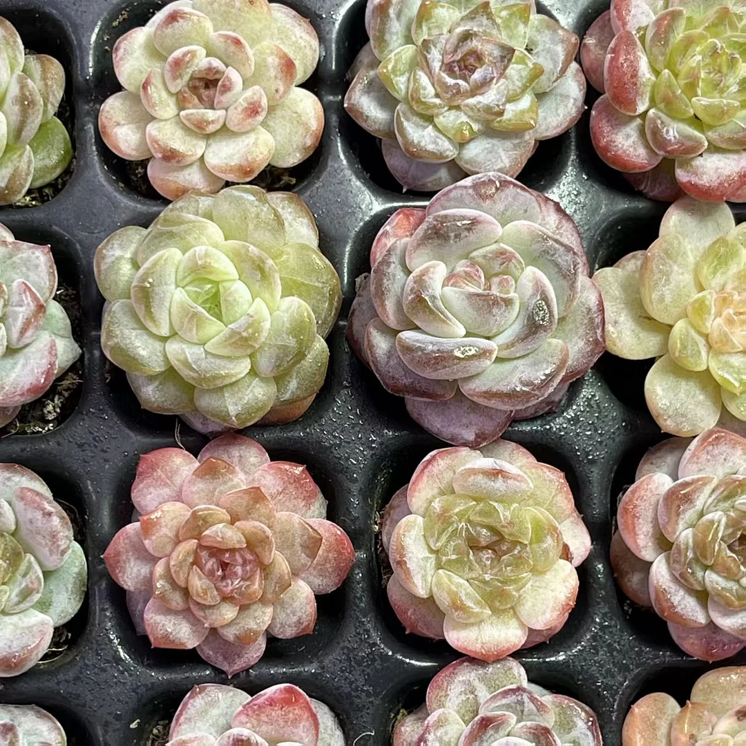 plant Aeonium Echeveria Haworthia  Caudex  Lithops Cactus  Agave 