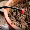 500Pcs Fixing Pole Garden Ground Rod Hose Support Rod for Vegetable Herbs Garden