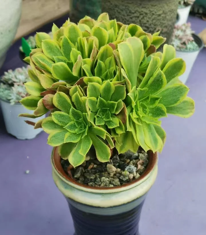 plant Aeonium Echeveria Haworthia  Caudex  Lithops Cactus  Agave 