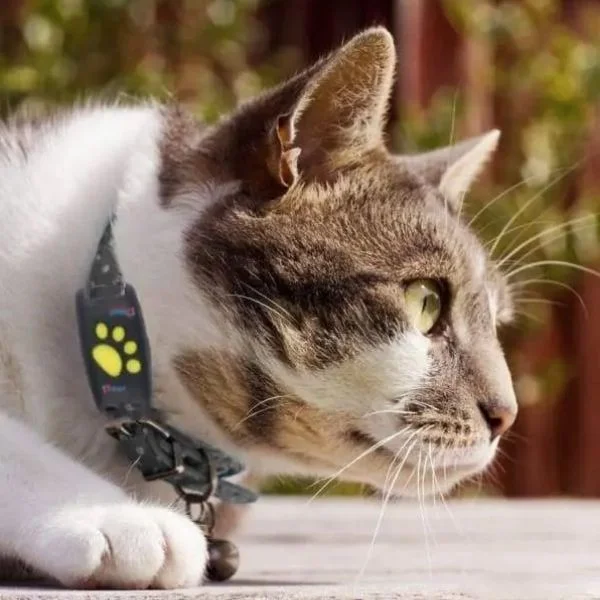 Smart GPS Cat and Dog Collar Tracker