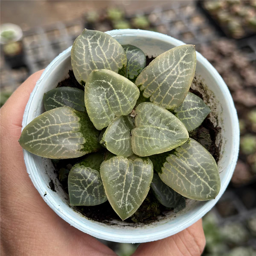 bjbm60.Haworthia emelyae var.comptoniana succulenti 5-6cm / Haworthia/ Succulent plants / Garden landscape / Carefully select healthy plants