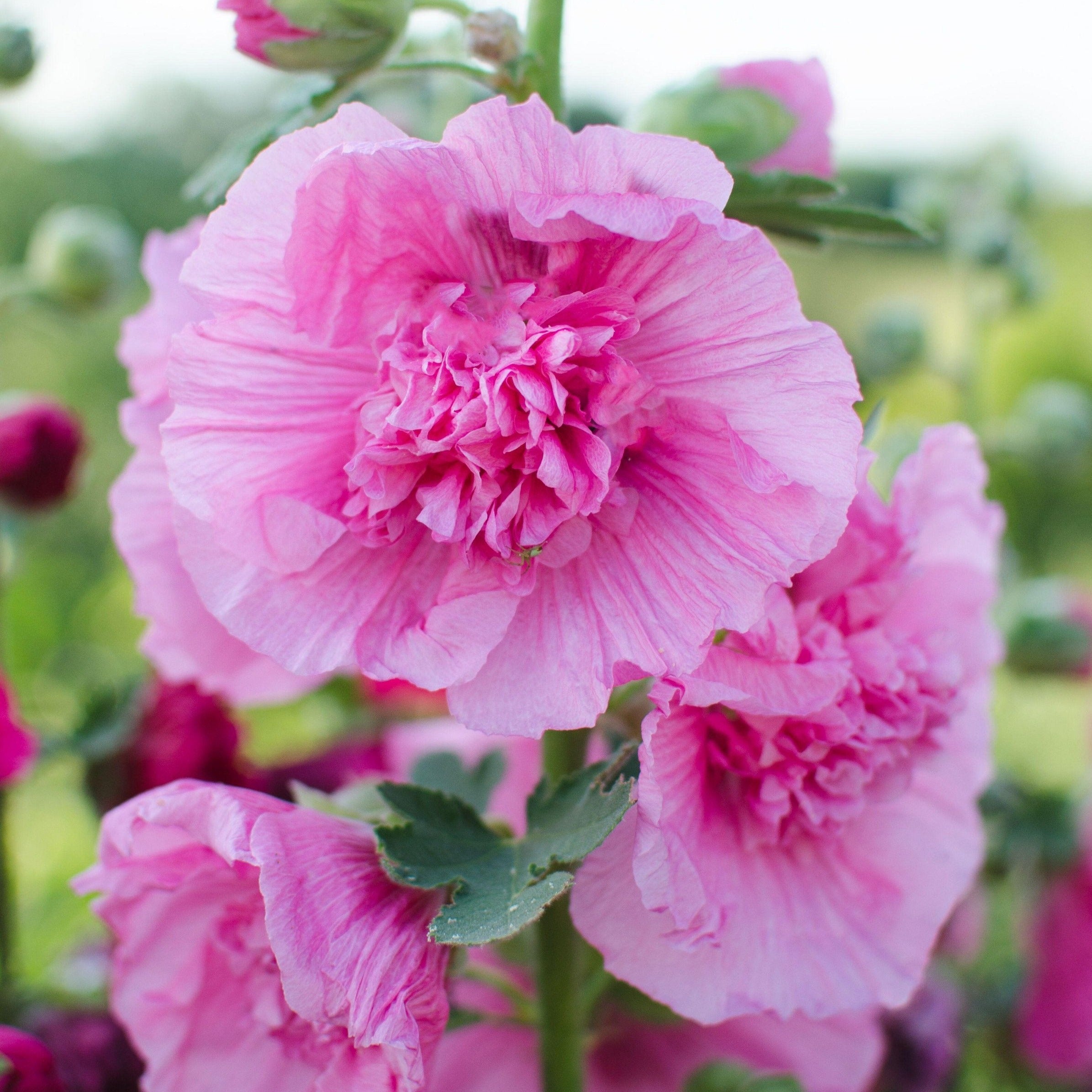Hollyhock Chater's Rose Flower | X 30 Seeds
