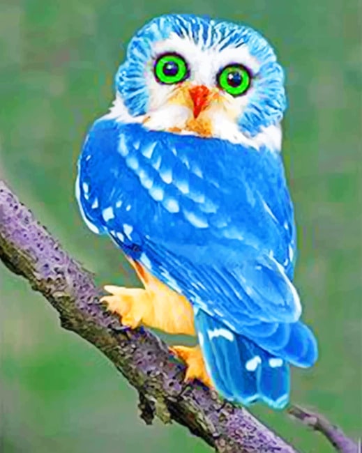 

Blue Owl – Paint By Numbers - 40*50CM, 501 Original