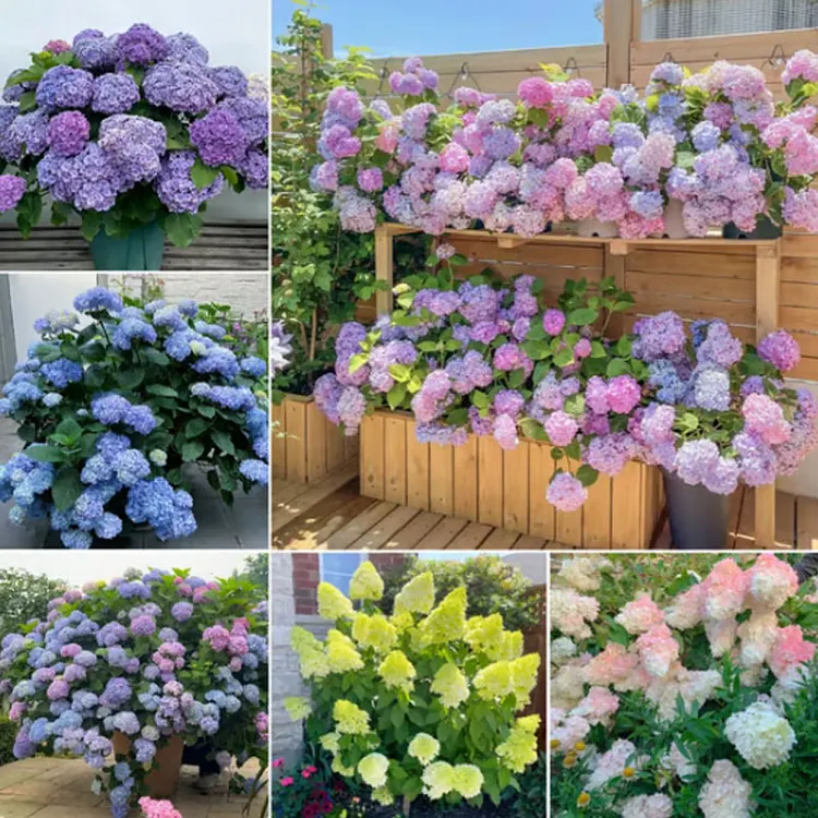 ✨Colorful Giant Hydrangea Seed-Perennial Flower Seeds-Easy To Plant🍃