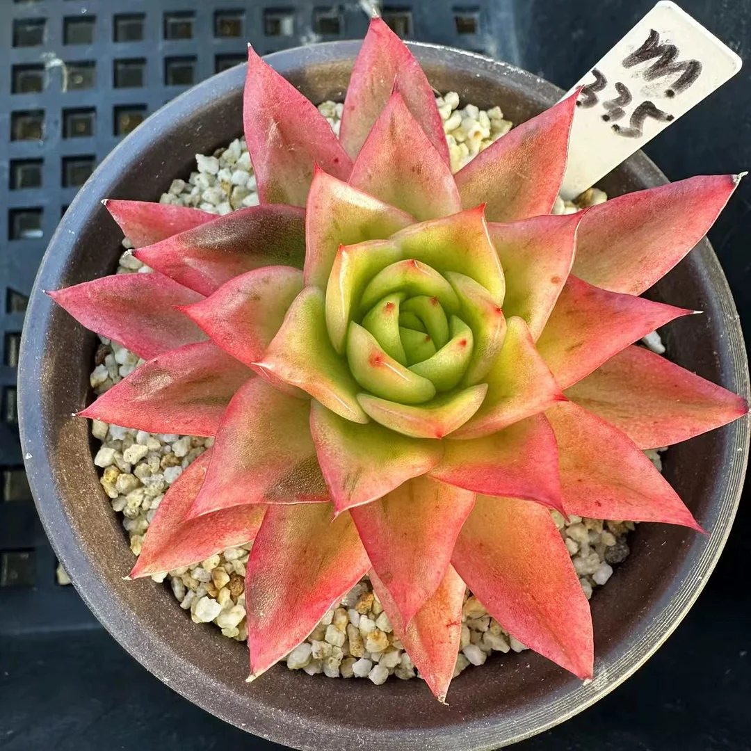 plant Aeonium Echeveria Haworthia  Caudex  Lithops Cactus  Agave 