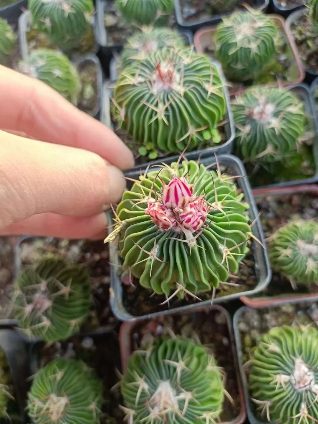 plant Aeonium Echeveria Haworthia  Caudex  Lithops Cactus  Agave 