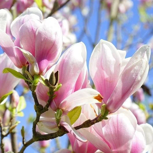 20pcs LILY MAGNOLIA Flower TREE Pink & Purple Fragrant Tulip Magnol Liliiflora Seeds