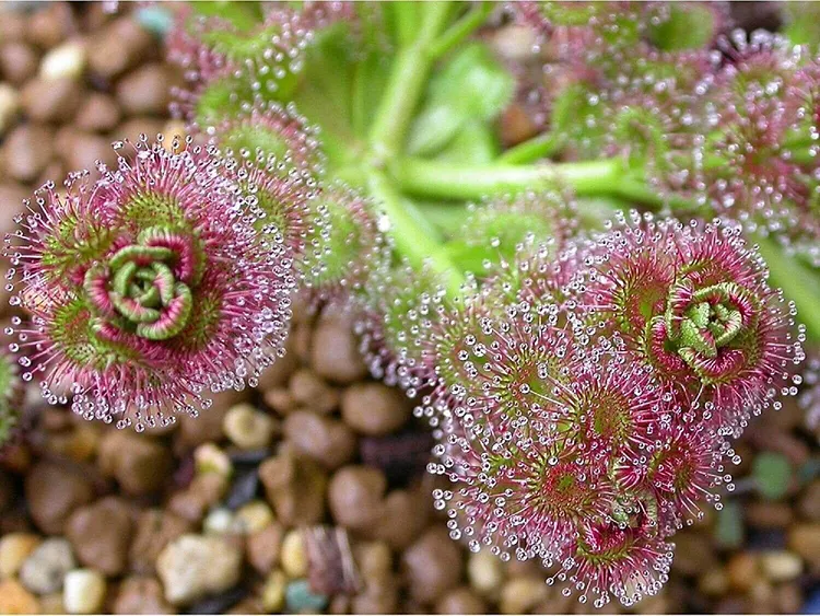 Leafy Sundew - Rare Carnivorous Species