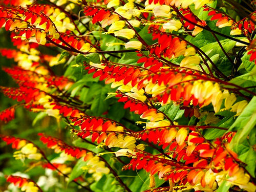 Firecracker Vine Ipomoea Lobata Seeds