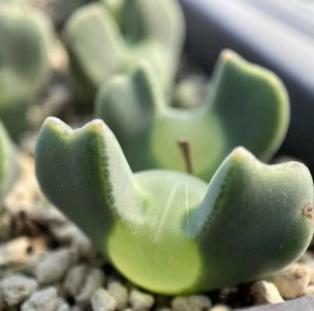 862.  Regale SB793 Ratelpoort  single head / Lithops and Conophytum  /  Succulent plants / Garden landscape / Carefully select healthy plants