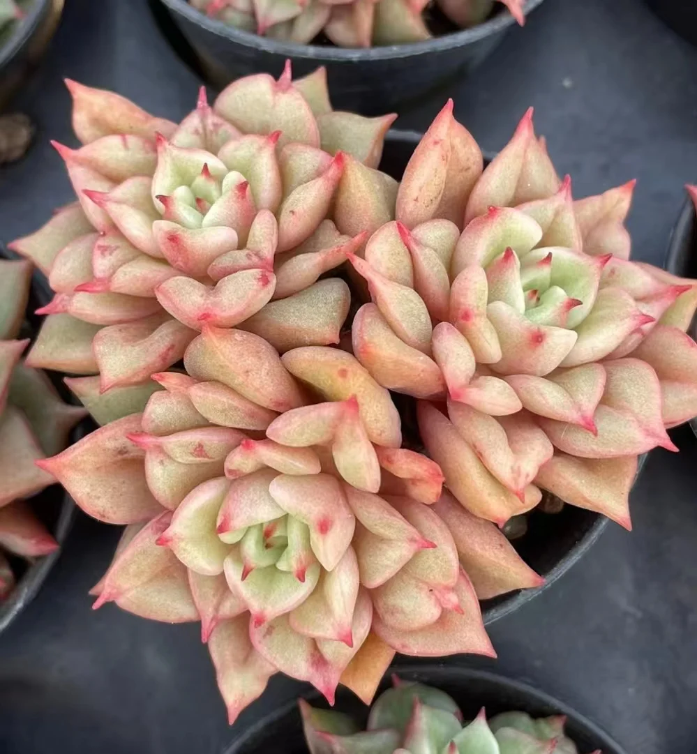 505.Echeveria  Tesla.  single head and cluster/ Echeveria/ Succulent plants / Garden landscape / Carefully select healthy plants