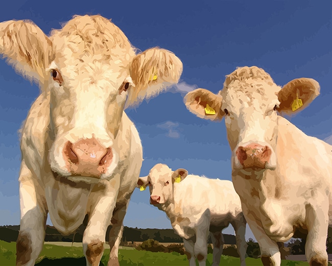

Curious Cows – Paint By Numbers - 40*50CM, 501 Original