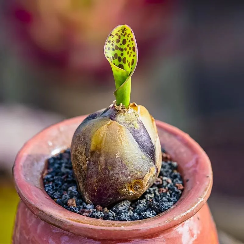 plant Aeonium Echeveria Haworthia  Caudex  Lithops Cactus  Agave 