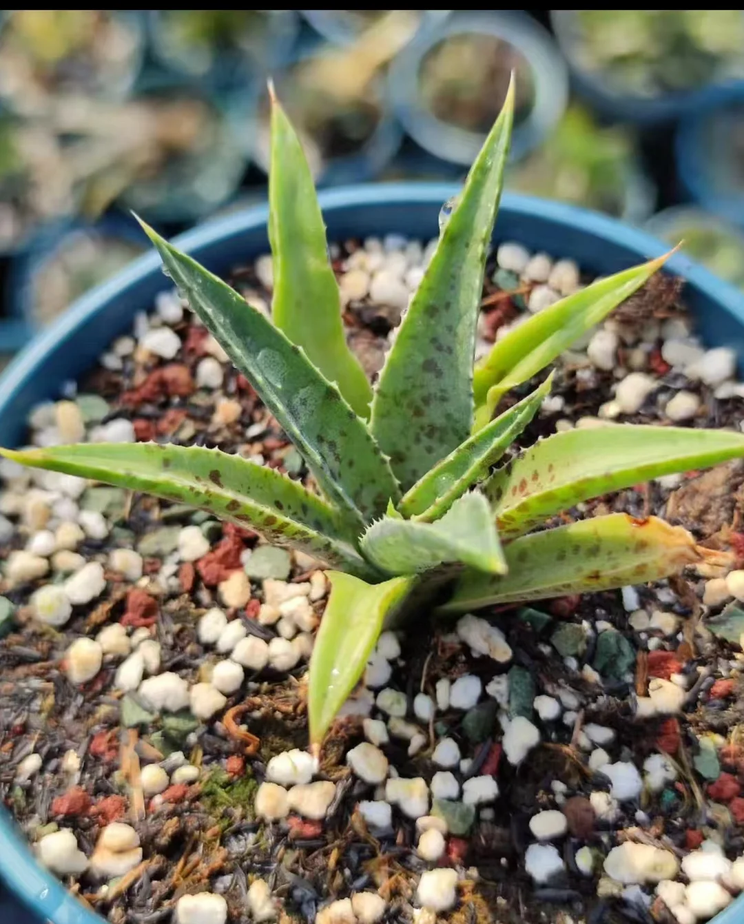 plant Aeonium Echeveria Haworthia  Caudex  Lithops Cactus  Agave 