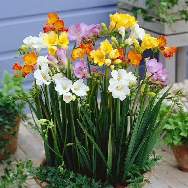 💐Freesia bulbs&mdash;Easy to grow and good-looking