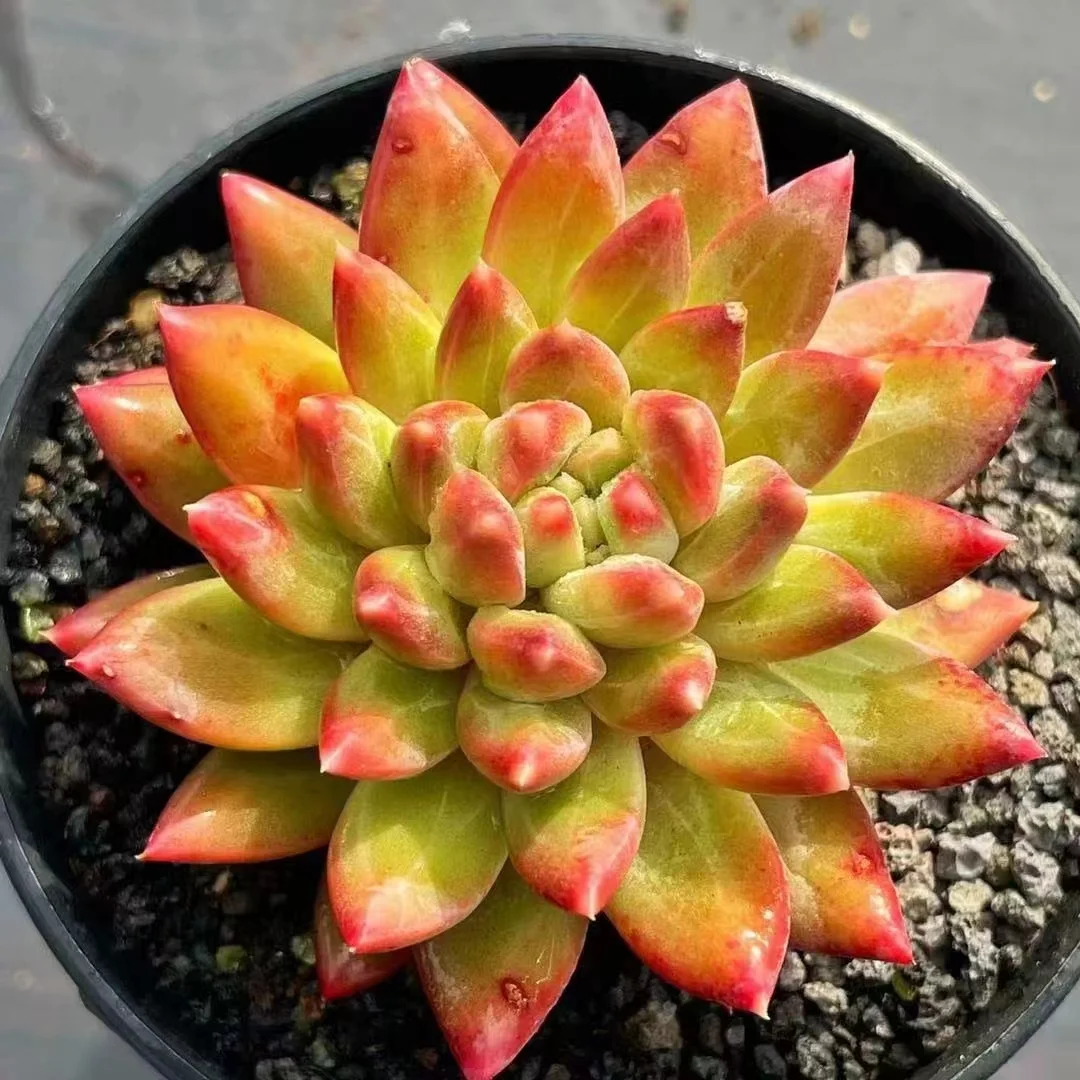 479.Echeveria   Oracle. Single head 5-6cm/ Echeveria / Succulent plants / Garden landscape / Carefully select healthy plants