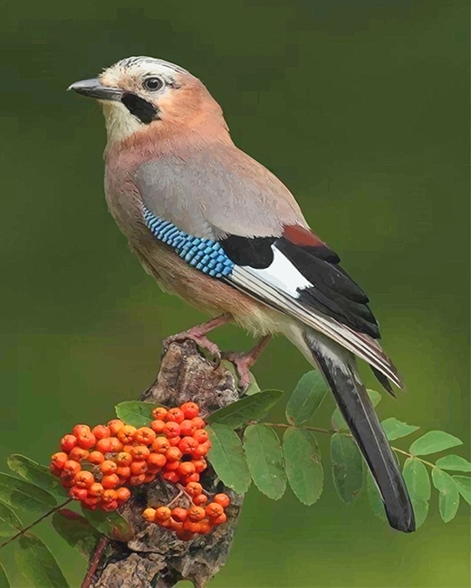 

Eurasian Jay Bird – Paint By Numbers - 40*50CM, 501 Original