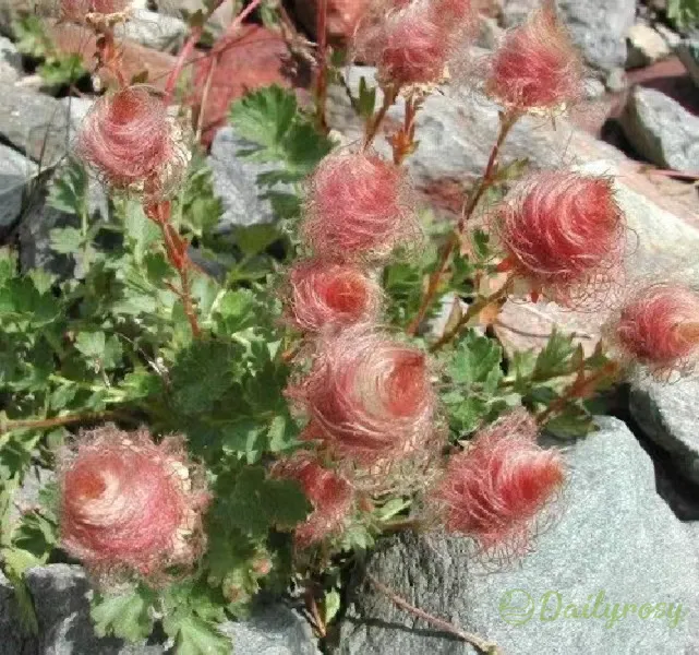 Prairie Smoke Flower Seeds