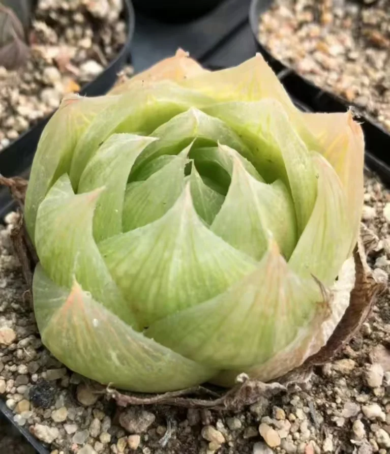 plant Aeonium Echeveria Haworthia  Caudex  Lithops Cactus  Agave 