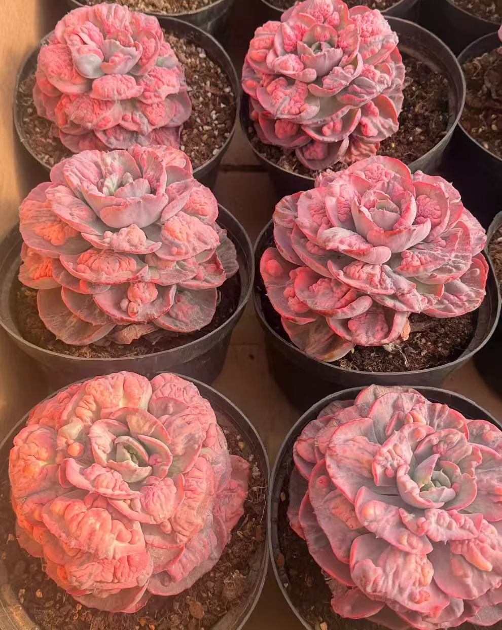 plant Aeonium Echeveria Haworthia  Caudex  Lithops Cactus  Agave 