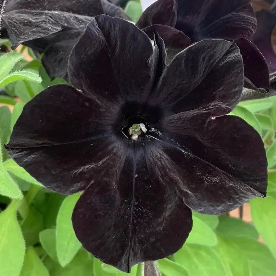 Black Petunia Seeds