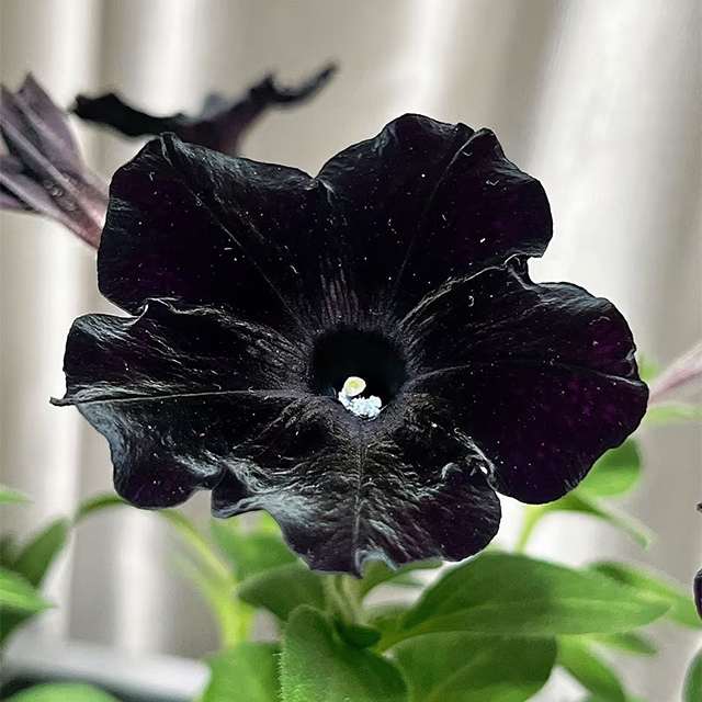 Petunia Black Velvet Seeds