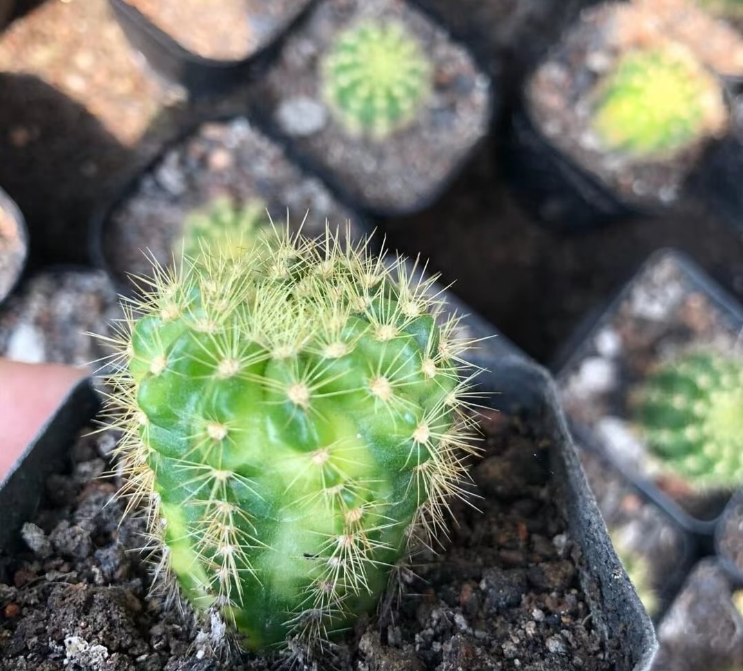 681.  Echinopsis var. single head 3-4cm  /Cactus plants  / Succulent plants / Garden landscape / Carefully select healthy plants
