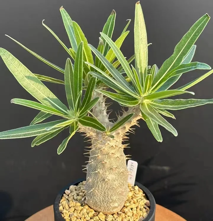 plant Aeonium Echeveria Haworthia  Caudex  Lithops Cactus  Agave 