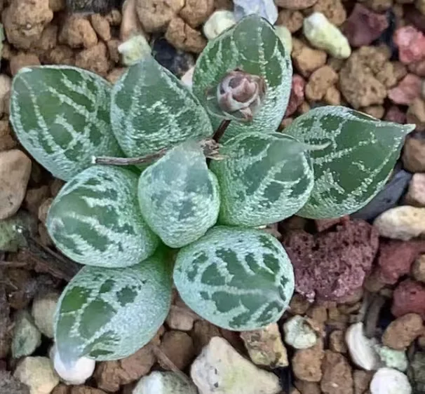 plant Aeonium Echeveria Haworthia  Caudex  Lithops Cactus  Agave 