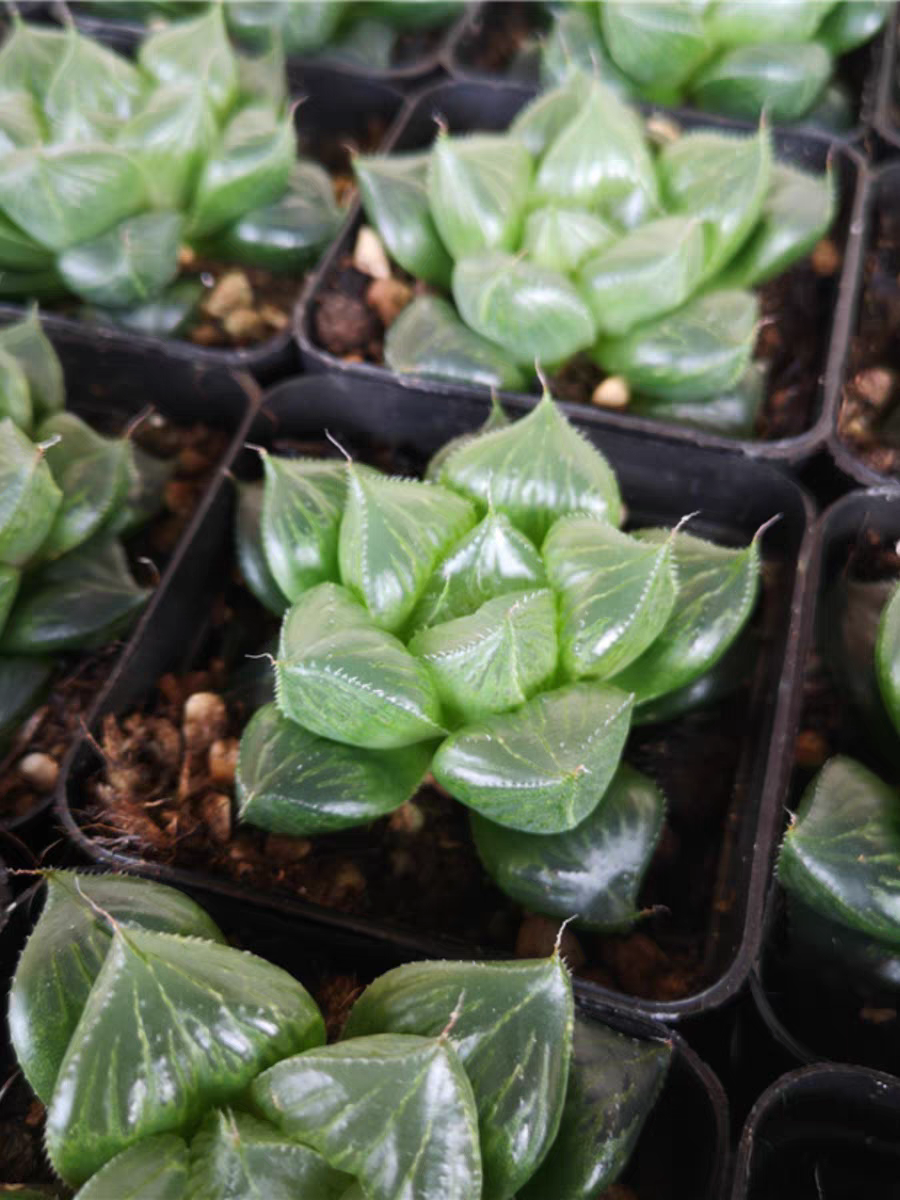 bjbm7.Haworthia retusa Sansenjyu 5-6cm/ Haworthia/ Succulent plants / Garden landscape / Carefully select healthy plants