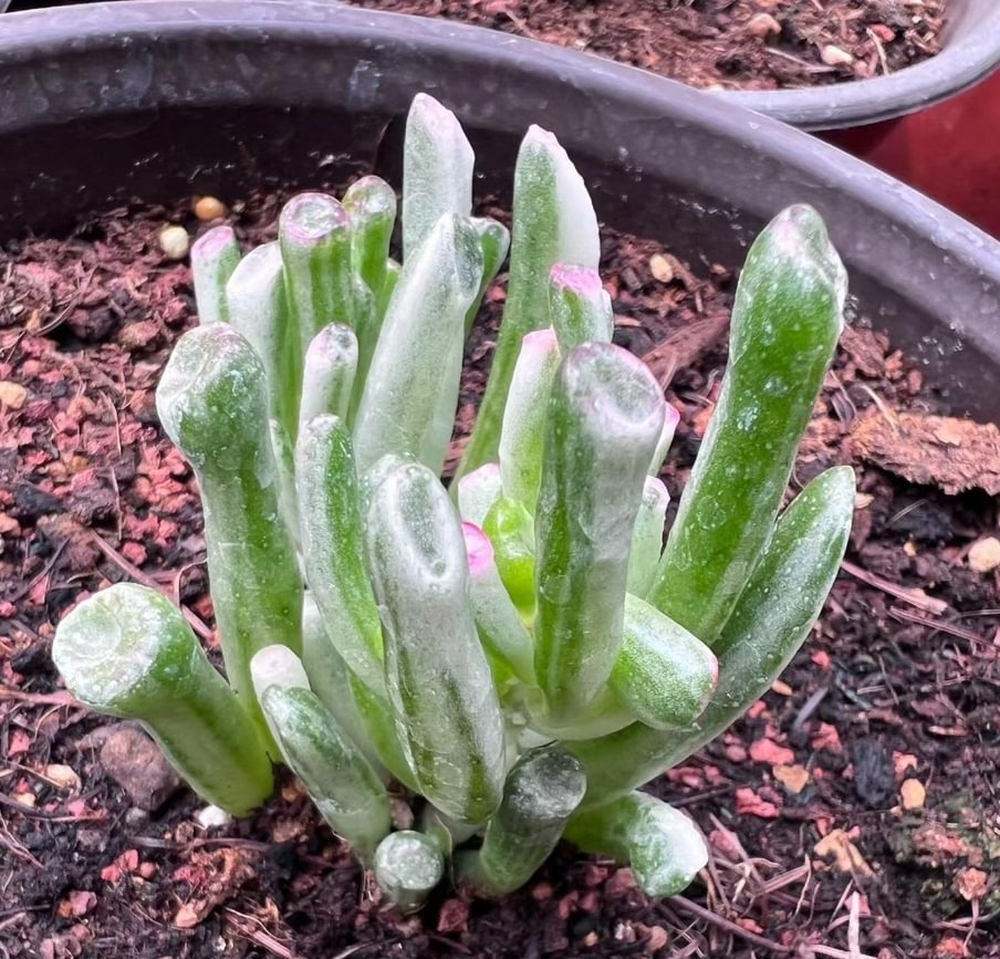  113.  Cash sucking tree white brocade   single head  3-5cm / Echeveria / Succulent plants / Garden landscape / Carefully select healthy plants