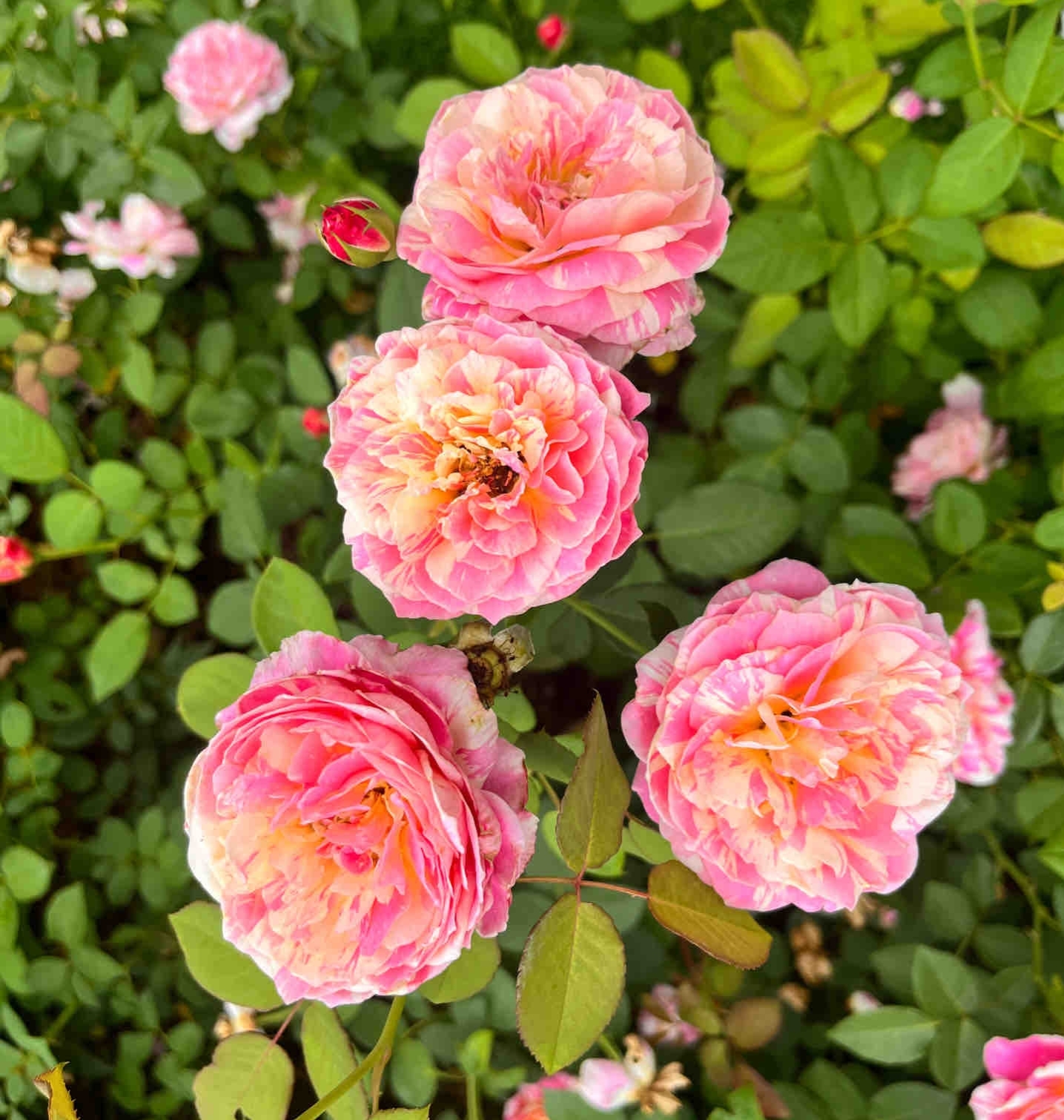 Fuksia white roses seeds