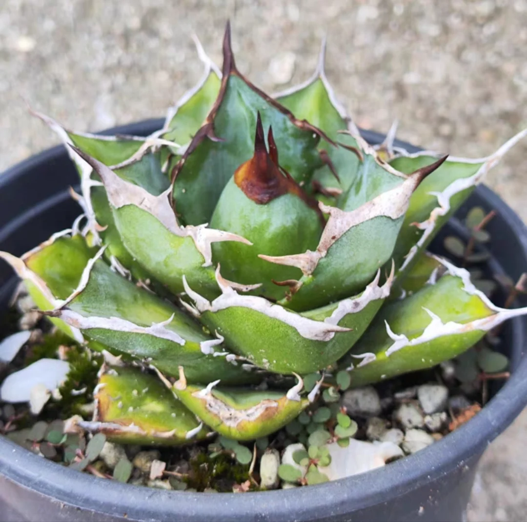 plant Aeonium Echeveria Haworthia  Caudex  Lithops Cactus  Agave 