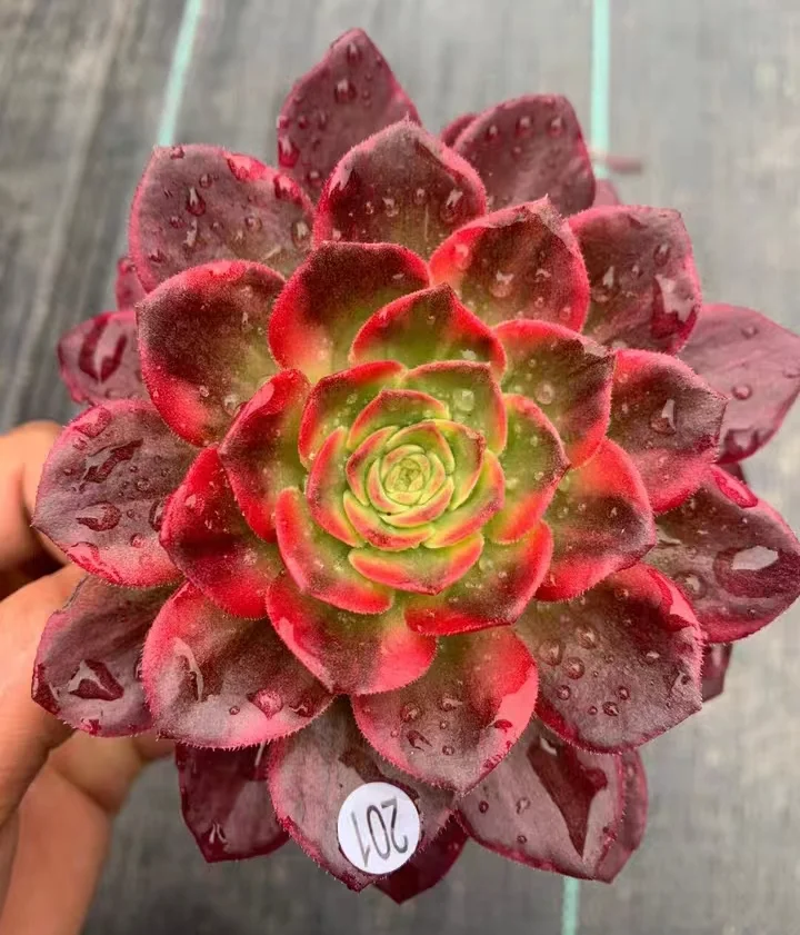 151.  Halloween yellow brocade single head and cutting / Aeonium  / Succulent plants / Garden landscape / Carefully select healthy plants
