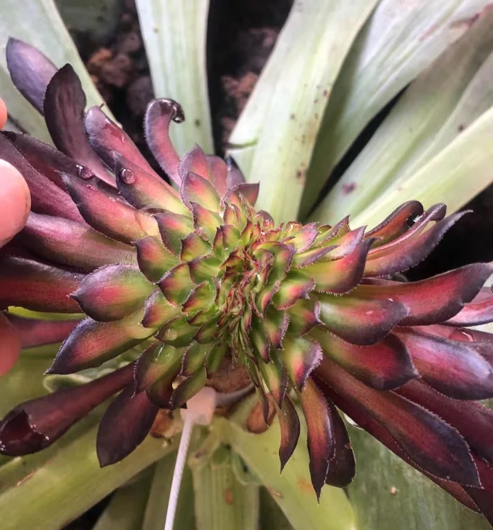 plant Aeonium Echeveria Haworthia  Caudex  Lithops Cactus  Agave 