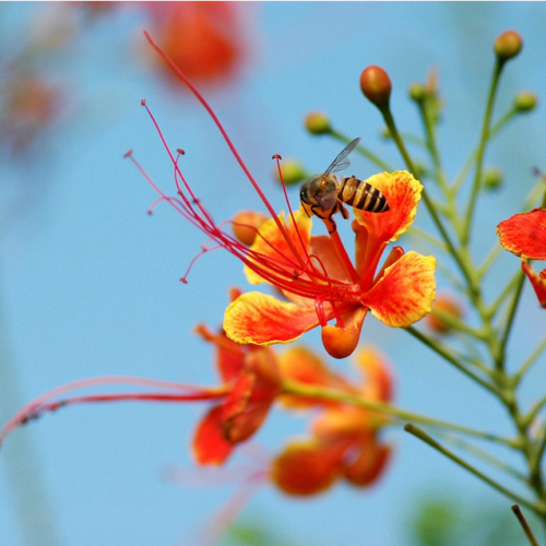 Caesalpinia Pulcherrima Orange Peacock Flower Seeds 100% Fresh Jonyparkseed®