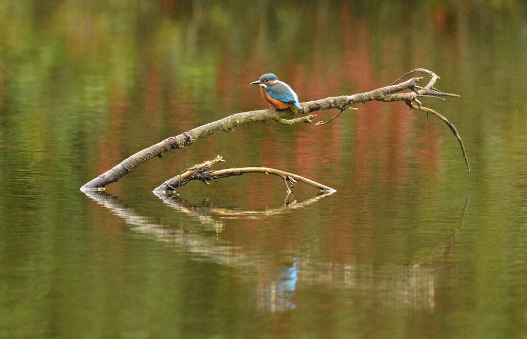 Kingfisher wildlife 12x8 inch print picture