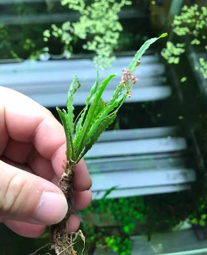 plant Aeonium Echeveria Haworthia  Caudex  Lithops Cactus  Agave 