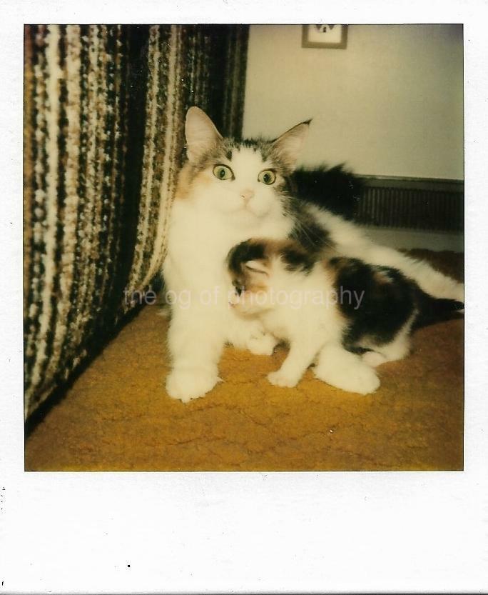 Mother Cat And Kitten VINTAGE POLAROID Found Photo Poster painting 80s Original COLOR 111 22 X